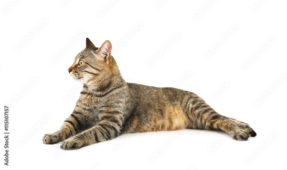 Obraz premium Cute cat, isolated on white