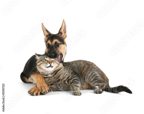 Cute dog and cat  isolated on white