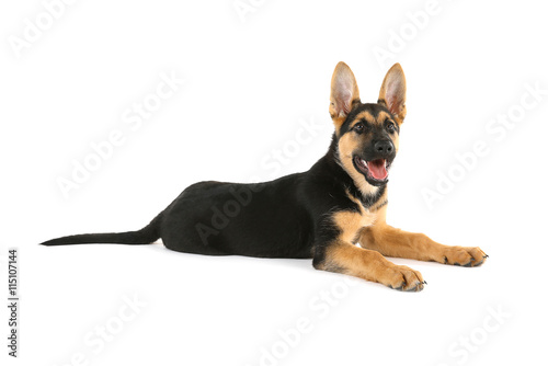 Cute dog  isolated on white