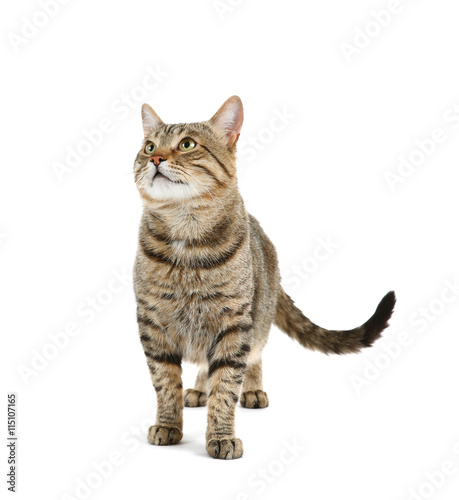 Cute cat, isolated on white © Africa Studio