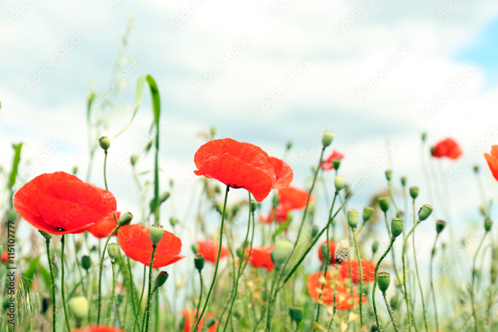 Fototapeta premium Beautiful wild red poppies on summer day