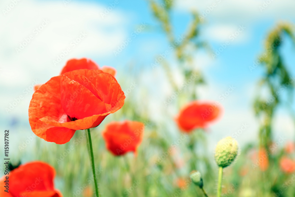 Naklejka premium Piękne dzikie czerwone maki w letni dzień