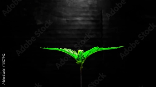 Growing Marijuana Plant Time Lapse 