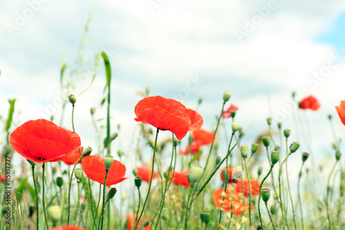 Fototapeta Naklejka Na Ścianę i Meble -  Beautiful wild red poppies on summer day