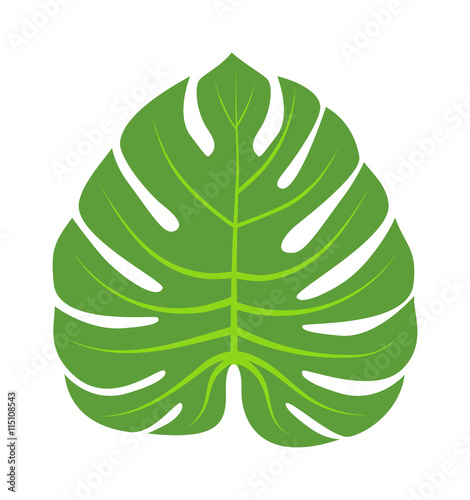 Vector tropical leaves Green tree leave. Natural green leaf isolated. Leaf element floral color garden art. Tropical leave tree element. Natural green tropical leave flat style