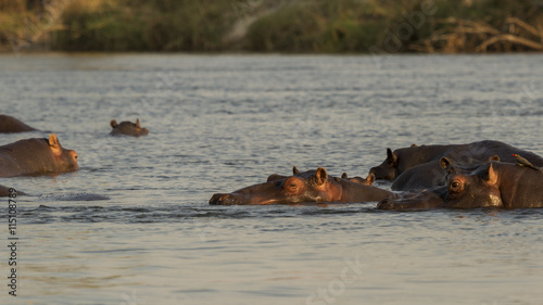 Group of hippopotamus in Chobe, Botswana