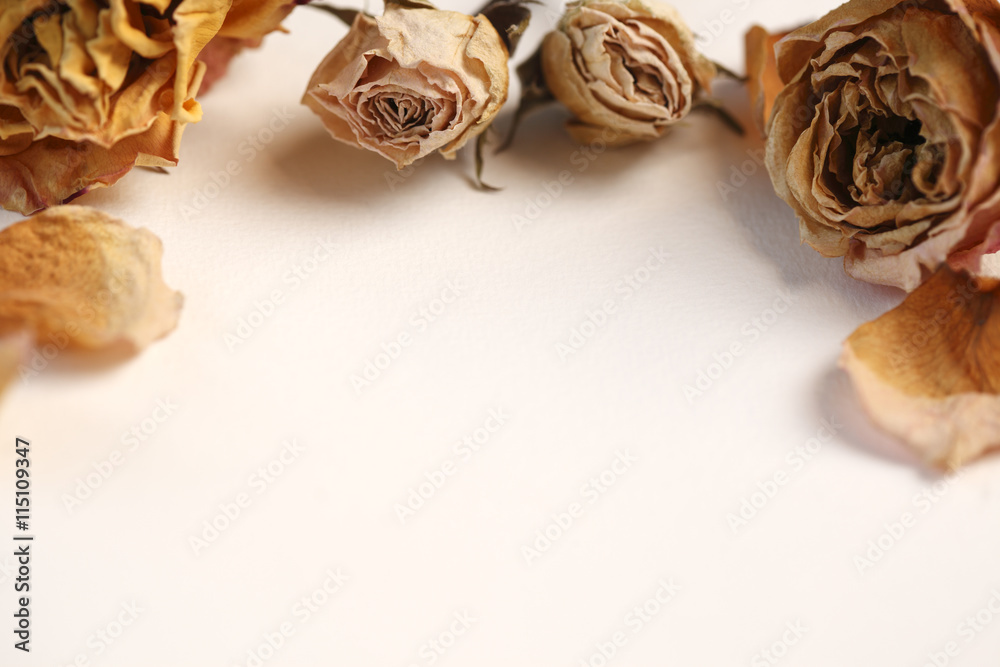 Dried roses with copy space