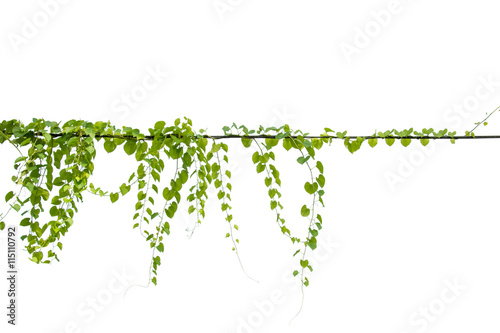 Ivy green with leaf on isolate white background