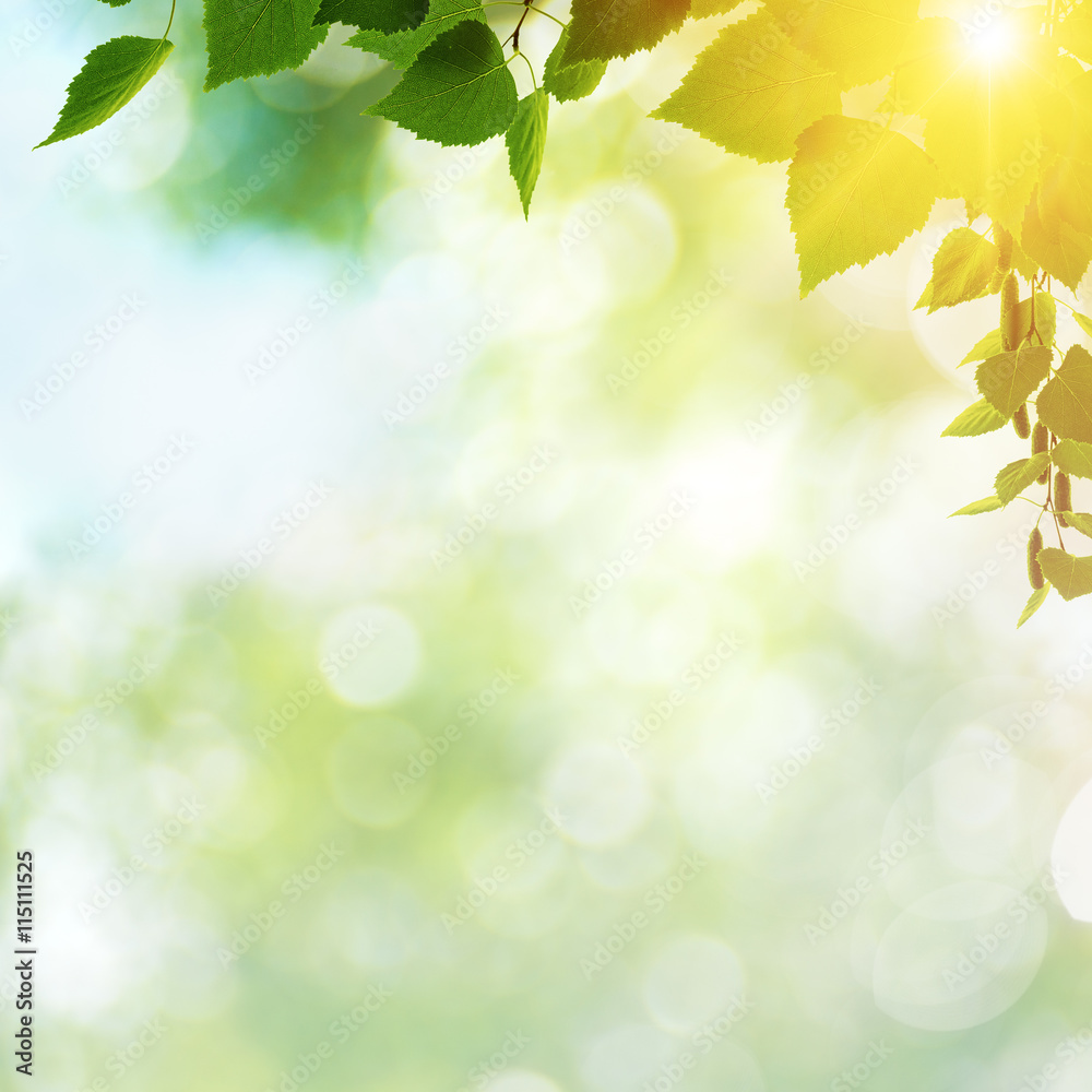 Afternoon cast, abstract summer backgrounds with green leaves an