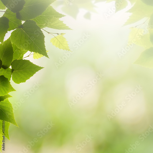 Afternoon haze, abstract summer backgrounds with green leaves an