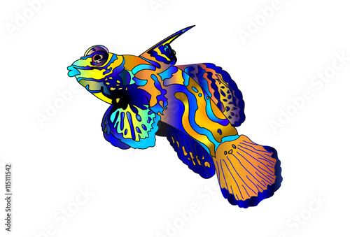 Mandarin Goby on white background
