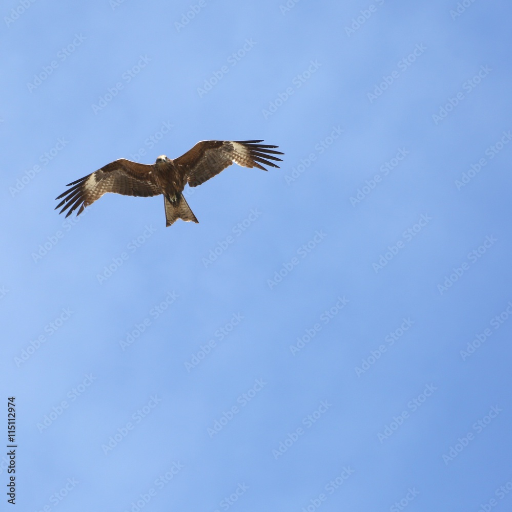 Fototapeta premium Bird of prey in flight. 3 