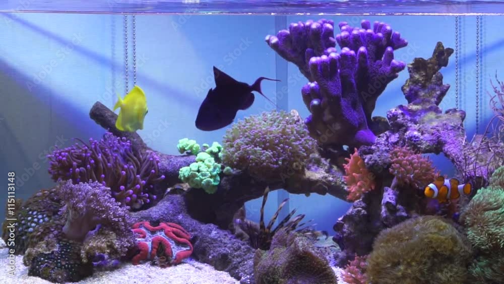 Salt water fish tank with reef coral aquarium