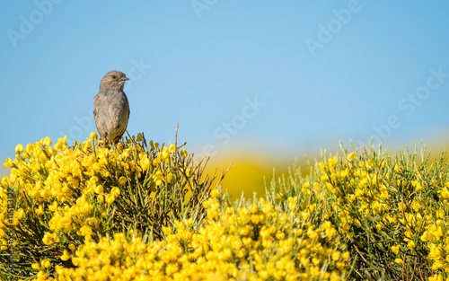 Dunnock bird Prunella modularis in colorful spring photo