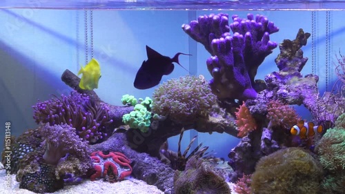 Salt water fish tank with reef coral aquarium