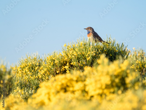 Bluethroat bird Luscinia svecica in colorful spring photo