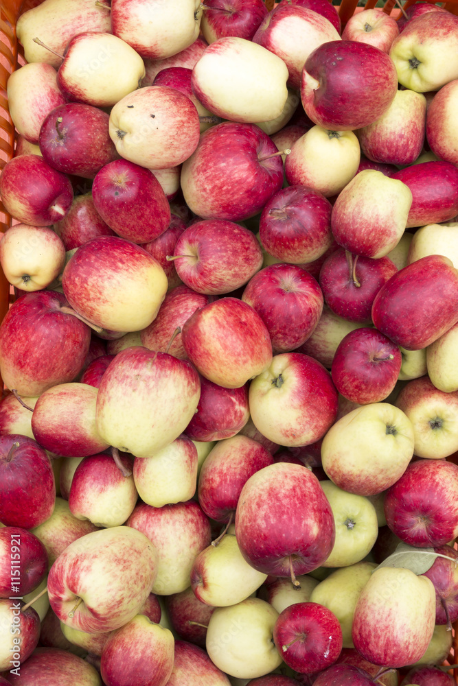 Apples plantation in Costa Rica Apples plantation in Costa Rica