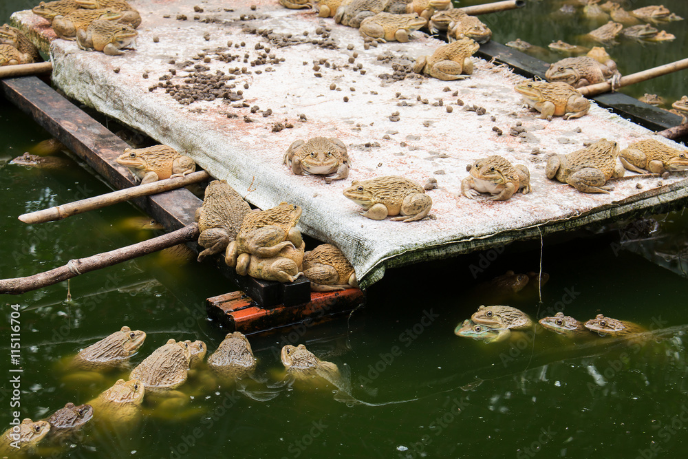 Obraz premium frog in farm