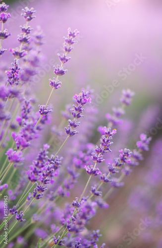 Lavender flowers closeup
