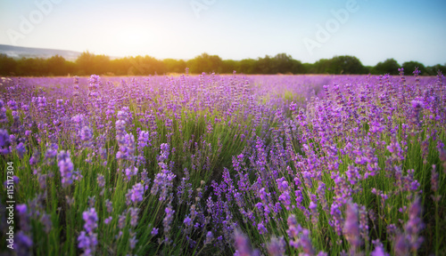 Lavender beautiful meadow.