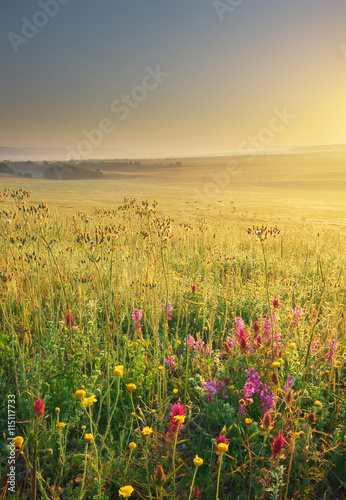 Spring meadow