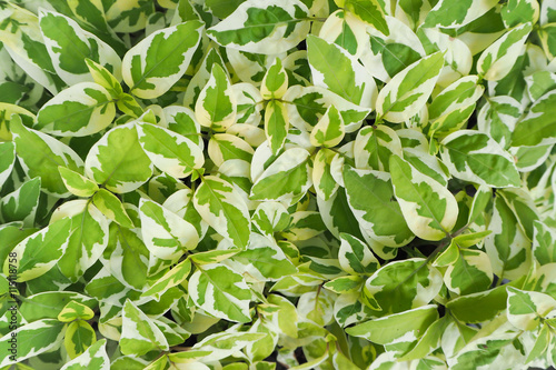 Pothos leaf background texture.