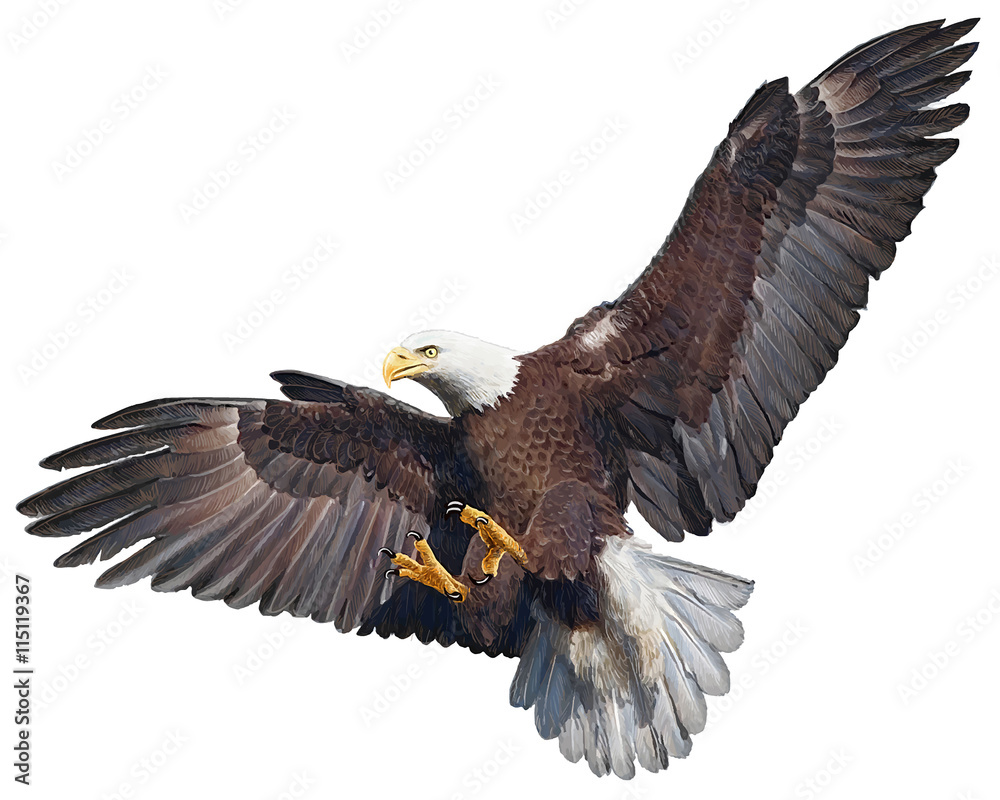 Bald eagle flying swoop hand draw and paint on white background vector illustration. Bald eagle flying swoop hand draw and paint on white background vector illustration.
