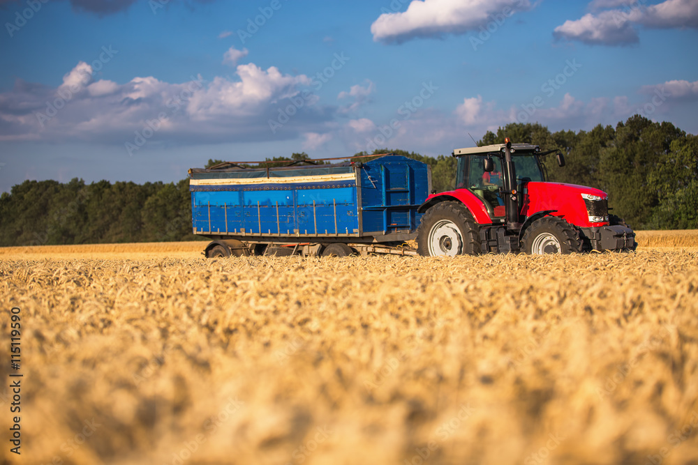 Obraz premium Red tractor with blue trailer ina field