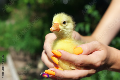 Newborn yellow duckling sitting on female hand