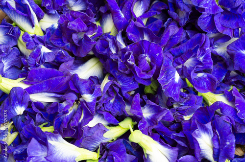 Photography Fresh butterfly pea background