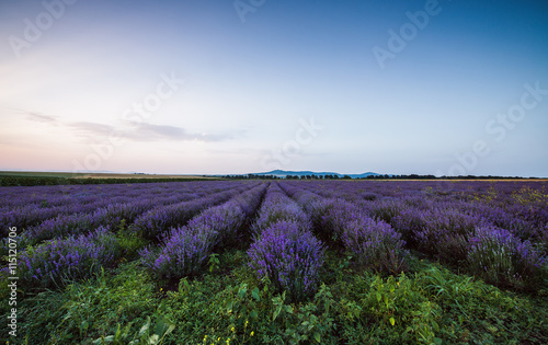 Lavender flower blooming fields in endless rows. Sunset shot.