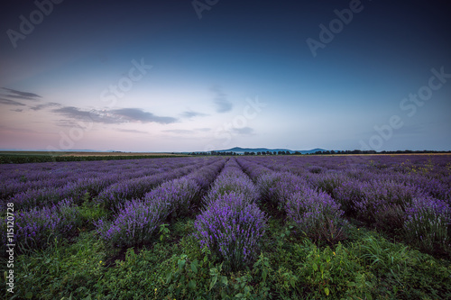 Lavender flower blooming fields in endless rows. Sunset shot.