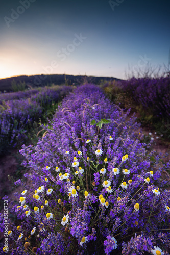 Beautiful image of lavender field and White camomiles.