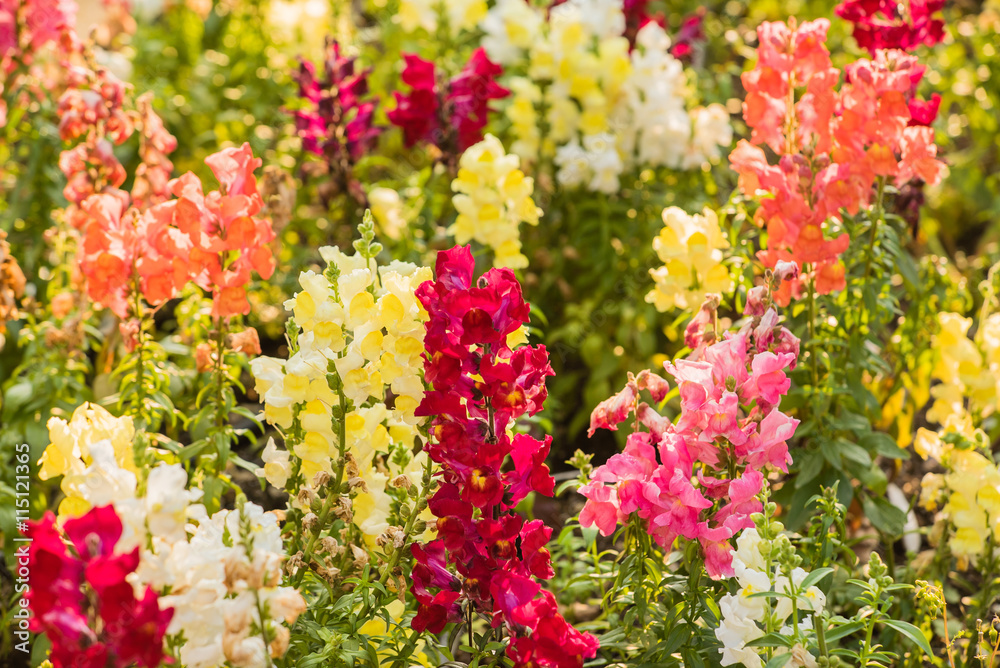 Obraz premium colourful snapdragon flowers in the garden