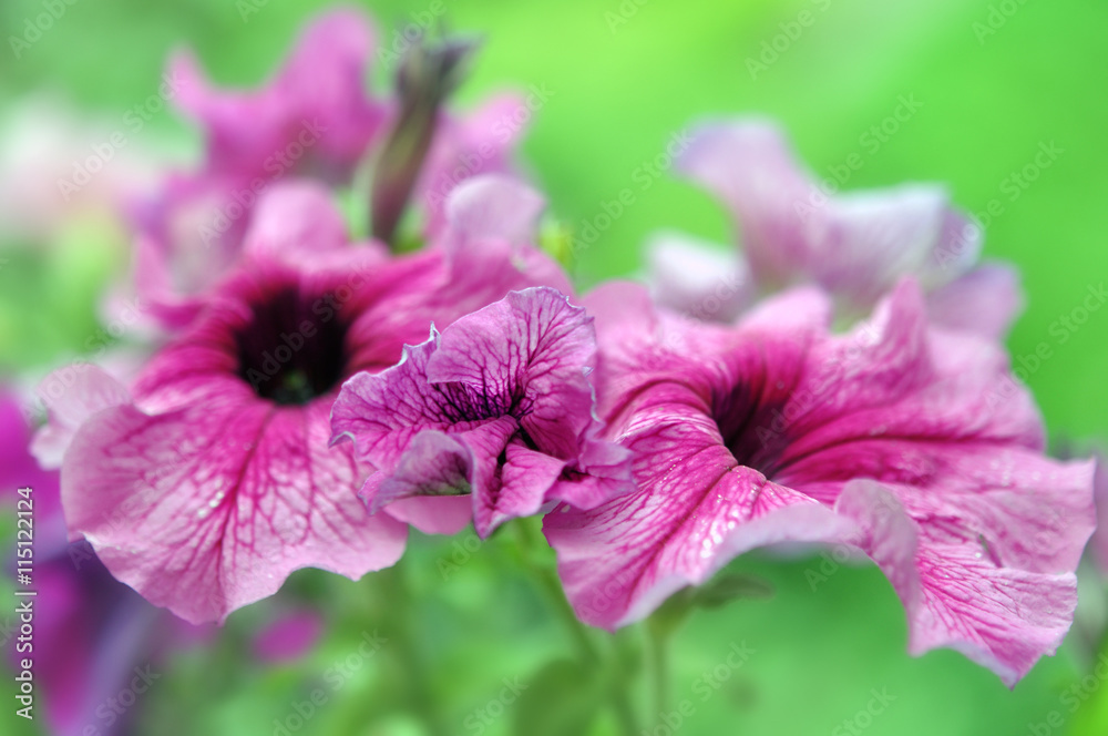 Beautiful Pink Petunia Flowers In Garden