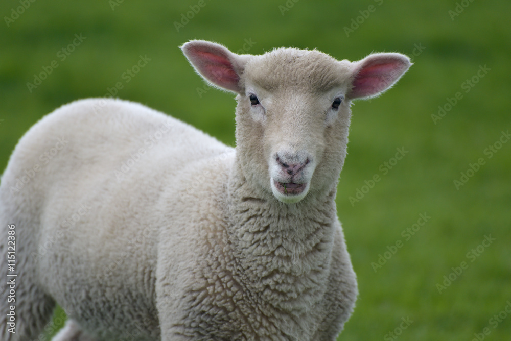Lamb in field near Swyre Head, Dorset