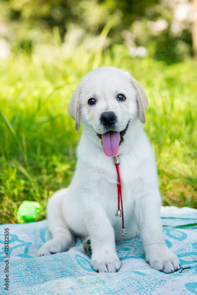 Labrador retriever puppy in the yard Labrador retriever puppy in the yard