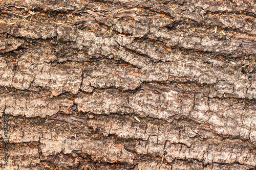 Skin pattern of trees, cracks.