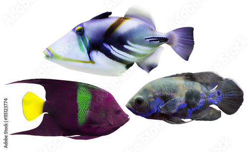 collection of three exotic fishes isolated on white