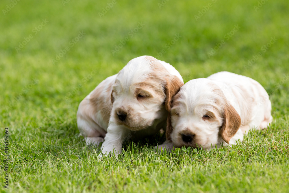 two small purebred English Cocker Spaniel puppy two small purebred English Cocker Spaniel puppy