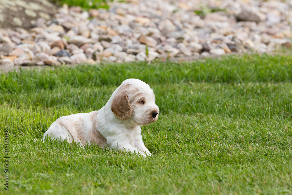 small purebred English Cocker Spaniel puppy small purebred English Cocker Spaniel puppy