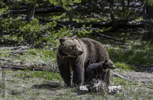 Grizzly stand near her baby in the forest at Yellowstone National park