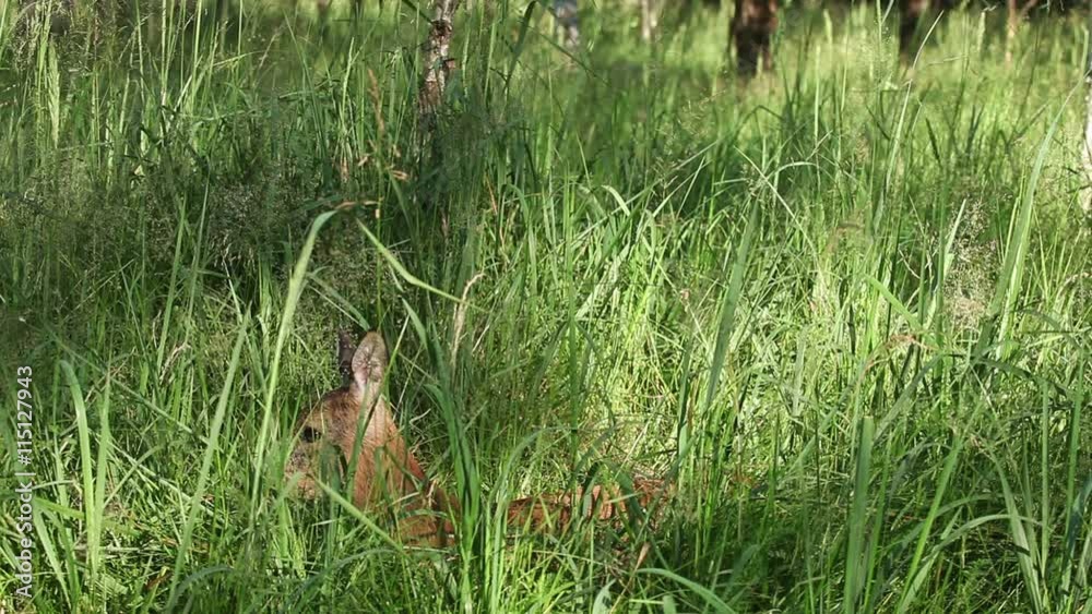 Roe deer lying in tall green grass and runs away afraid of something
Roe deer lying in tall green grass and runs away afraid of something
