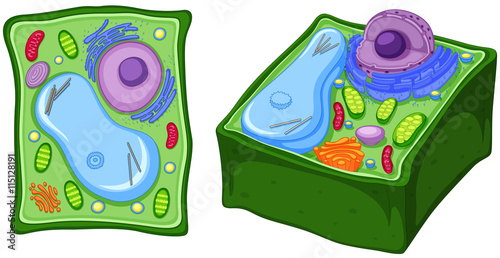 Close up diagram of plant cell photo