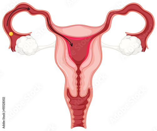 Menstrual cycle in female human