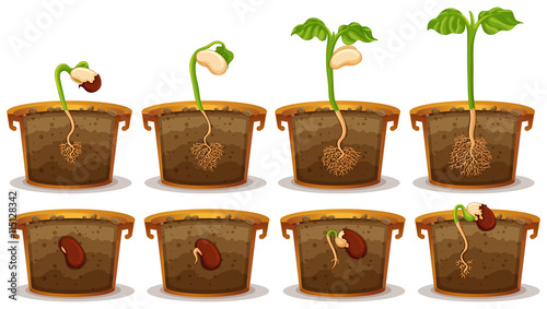Seed germination in claypot