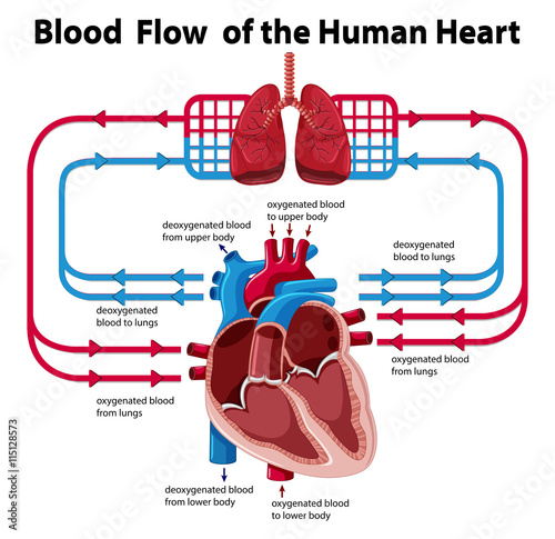 Chart showing blood flow of human heart