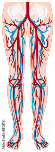 Blood vessels in human being