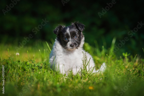 Papillon puppy walking in the yard in summer