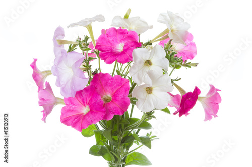 Fototapeta Naklejka Na Ścianę i Meble -  Bouquet of pink petunias